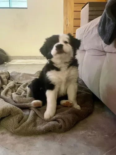 Filhote Border Collie Femea Disponível