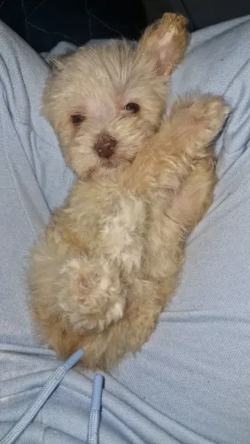 Poodle toy