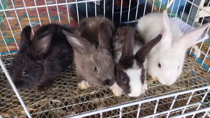Coelhinhos fofos 