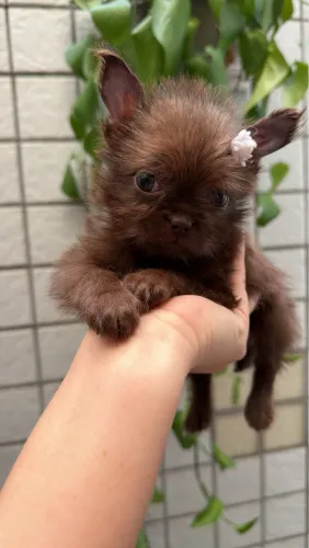 Chihuahua fêmea