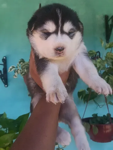 Husky siberiano fêmea 