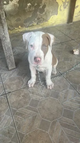 Venda de cachorro