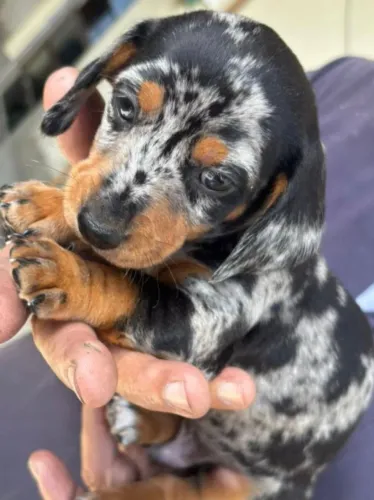 Basset teckel com pedigree