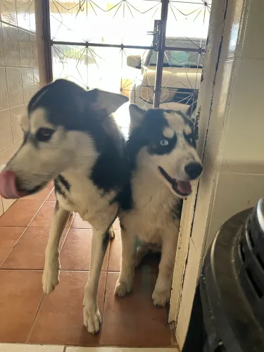 Husky fêmea