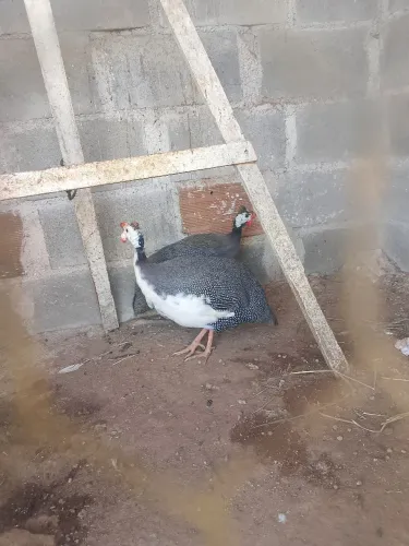 Galinha da Angola