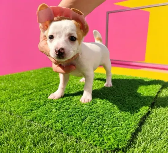 Mini Pinscher Diferenciada