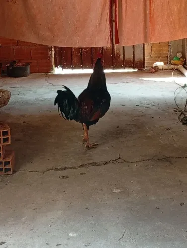 vende-se esse galo