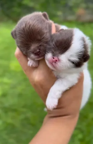 Nasceram nossos mini amores ? - Spitz Alemão Anão