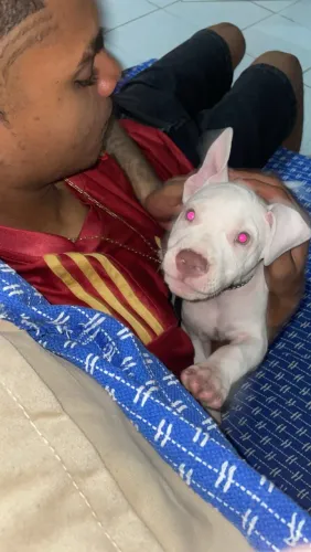 Pitbull filhote
