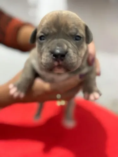 Filhotes de American Bully