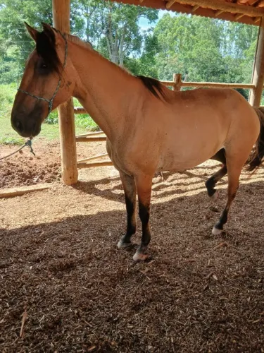 Cavalos 