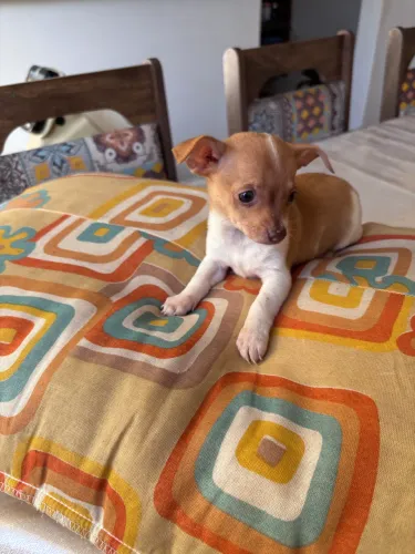 Vendo Pinscher