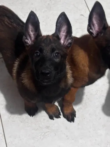 Filhotes Pastor Belga Malinois (K9)
