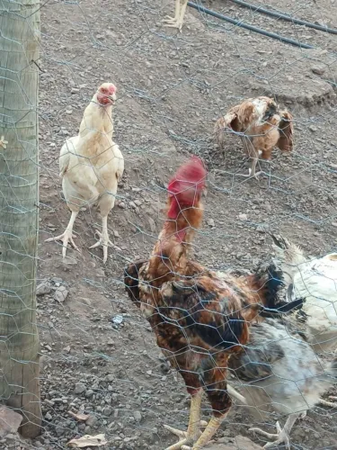 VENDO GALINHAS 100% CAIPIRA