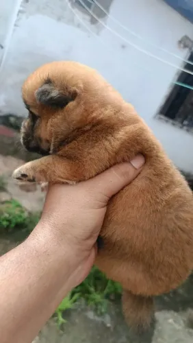 Cachorro chow chow filhote 