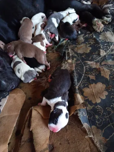 Vendo ou troco filhotes de Pitbull American terrier 