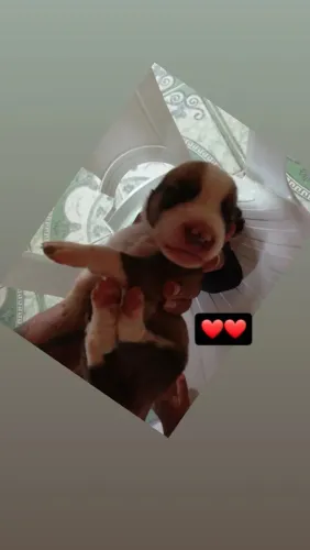 Filhote poodle