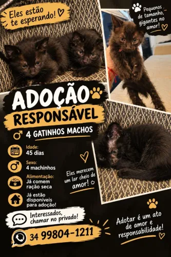 Adote um lindo gatinho