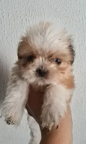 Shitzu machinho