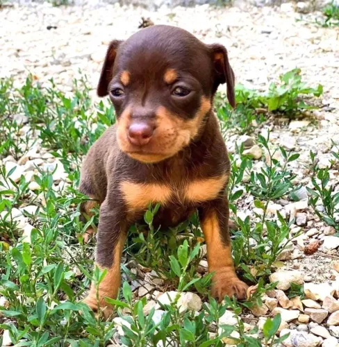 Filhotes De Pinscher - Cãopanheiros Prontos Para Alegrar Sua Vida !