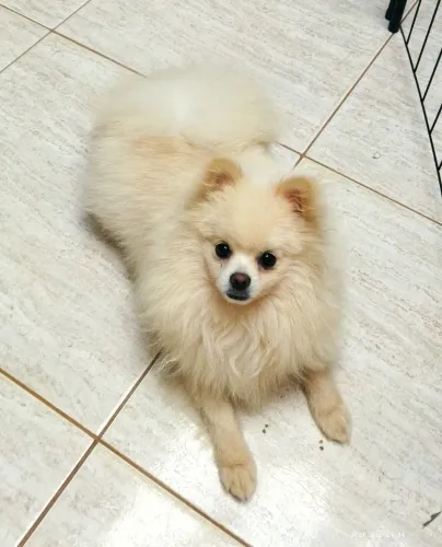 Vendo cobertura spitz alemão