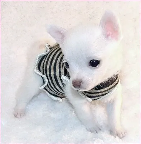 Chihuahua pequeno e charmoso 