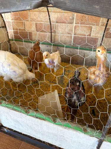 Frango caipira 1 mês