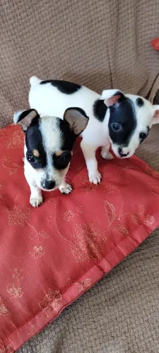 Pinscher