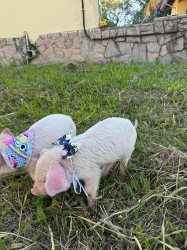 Porco mini pig