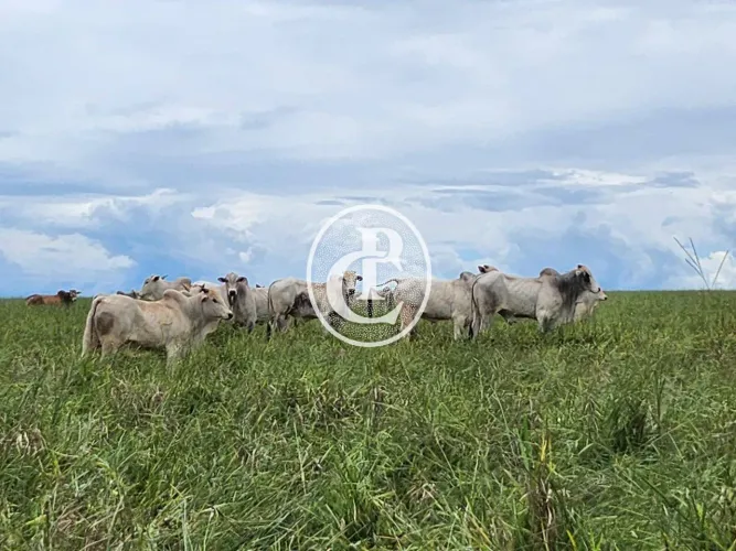 Fazenda Premium-Pecuária Estrutura a 35 Km de Campo Grande /MS