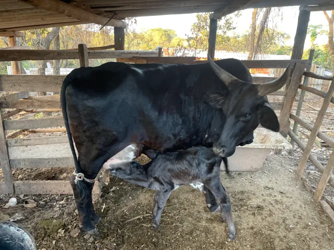 Vaca recém parida 