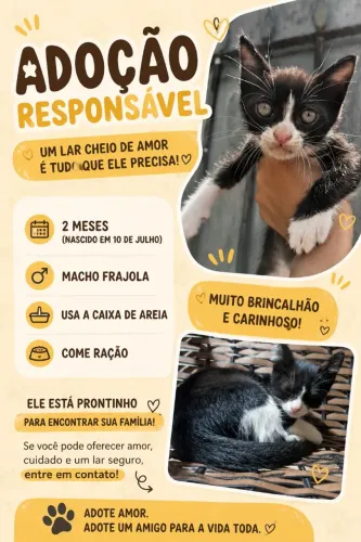 Um lindo frajolinha para adoção!