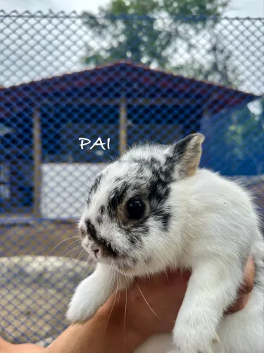 Mini coelho da raça netherland dwarf