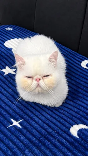 Gato Persa Macho