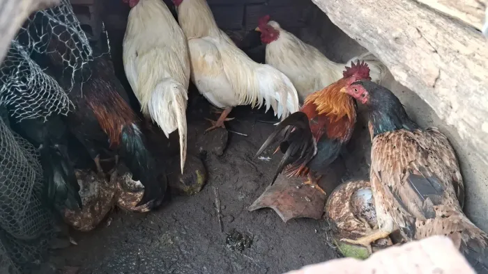 Vendo na ruma!