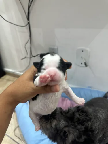 Filhotes de shih tzu