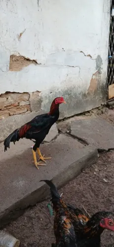 Frango de raça