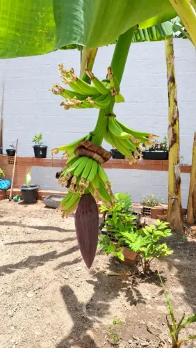 Muda de bananeira
