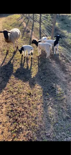 Ovelhas