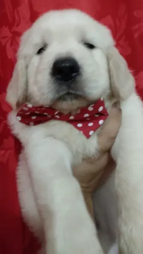 FILHOTE GOLDEN RETRIEVER MACHO - 60 DIAS! ?