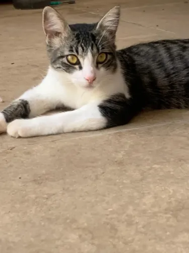 Gatinha para doação
