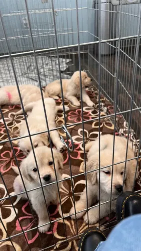 Filhotes de Golden Retriever | Afeto em cada encontro.