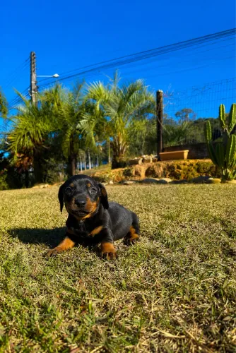 Lindos filhotes de salsicha Dachshund