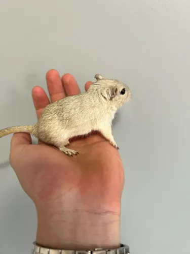 GERBIL FÊMEA 