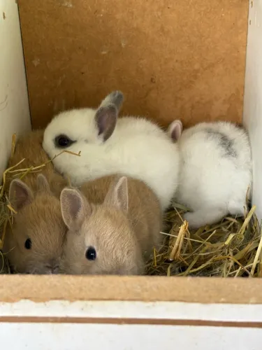 Mini coelhos Netherland Dwarf disponíveis
