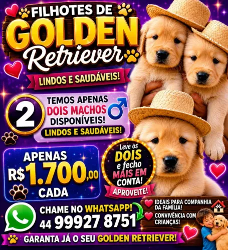 Golden Retriever lindos