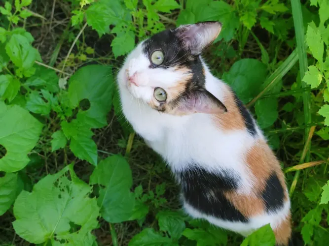Gatinhos para adoção responsável