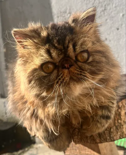 Gato persa