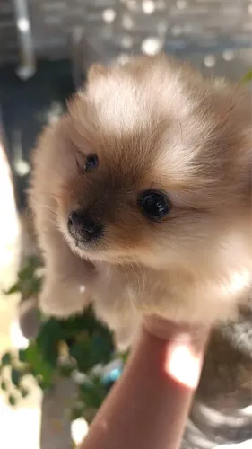 Lulu fêmea spitz