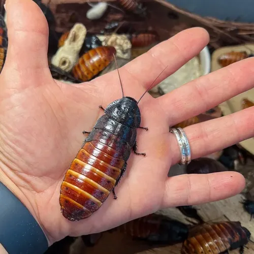 Barata de Madagascar